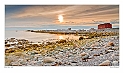 Newfoundland No--2